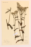 Achillea millefolium RCPGdnHerbarium  (50).JPG